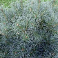 Сосна Pinus sylvestris Chantry Blue Сосна Pinus sylvestris Chantry Blue