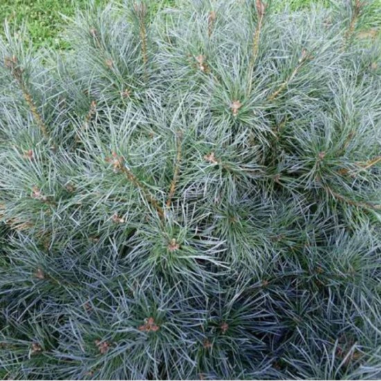 Сосна Pinus sylvestris Chantry Blue Сосна Pinus sylvestris Chantry Blue