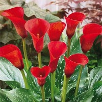 Кала Red Alert (контейнер 1,5 л)