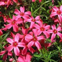 Флокс Scarlet Flame (контейнер 1,5 л) Флокс Scarlet Flame (контейнер 1,5 л)