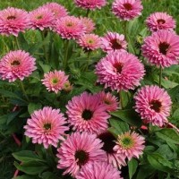 Ехінацея Bolero Pink (контейнер 1,5л) Ехінацея Bolero Pink (контейнер 1,5л)