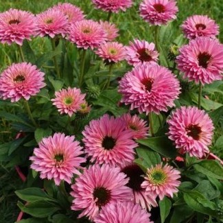 Ехінацея Bolero Pink (контейнер 1,5л)