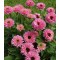 Ехінацея Bolero Pink (контейнер 1,5л)