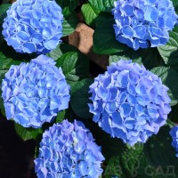Гортензія широколиста Fabolo blue (контейнер 3 л) Гортензія широколиста Fabolo blue (контейнер 3 л)