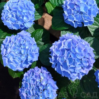 Гортензія широколиста Fabolo blue (контейнер 3 л)