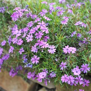 Флокс Purple Beauty (контейнер 1,5 л)