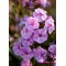 Флокс paniculata Bee Best Salmon р9