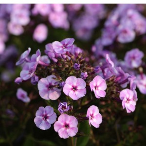 Флокс paniculata Bee Best Salmon р9