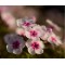 Флокс paniculata Bee Best White Pink Eye р9