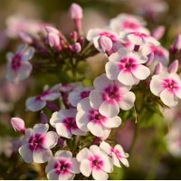 Флокс paniculata Bee Best White Pink Eye р9 Флокс paniculata Bee Best White Pink Eye р9
