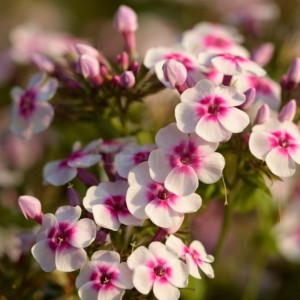 Флокс paniculata Bee Best White Pink Eye р9 Флокс paniculata Bee Best White Pink Eye р9