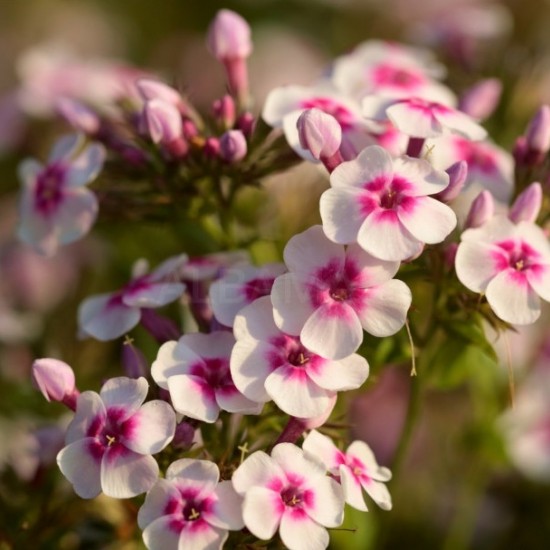 Флокс paniculata Bee Best White Pink Eye р9 Флокс paniculata Bee Best White Pink Eye р9