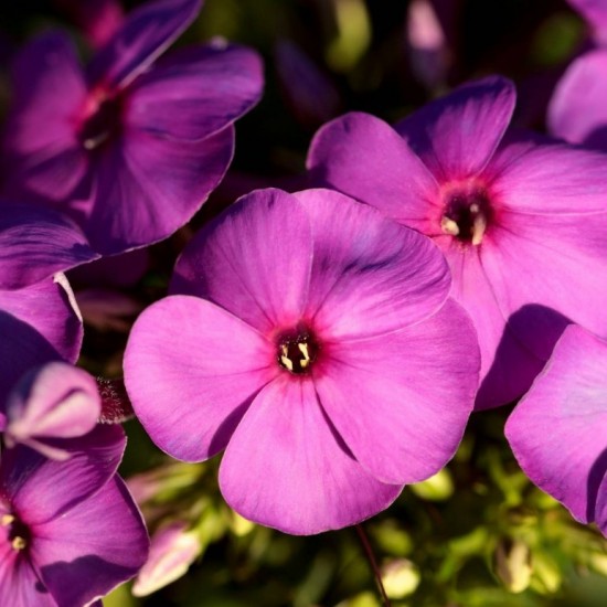 Флокс paniculata Ka-Pow Purple р9