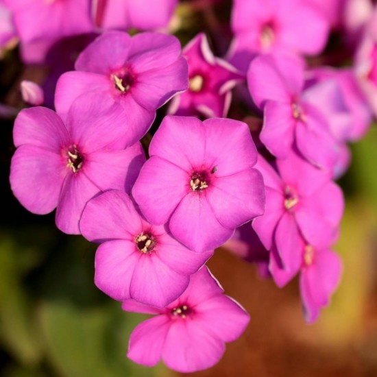 Флокс paniculata Ka-Pow Purple р9