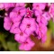 Флокс paniculata Ka-Pow Purple р9