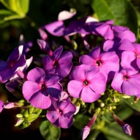 Флокс paniculata Ka-Pow Purple р9