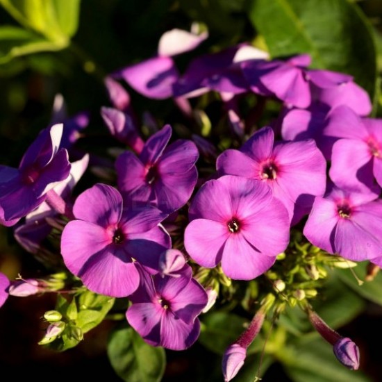 Флокс paniculata Ka-Pow Purple р9