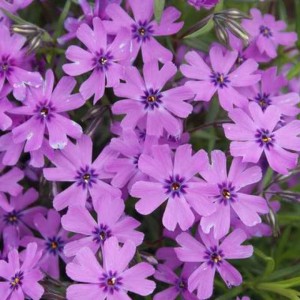 Флокс Purple Beauty (контейнер 1,5 л)