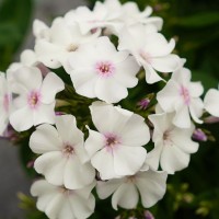 Флокс paniculata Ka-Pow White р9 Флокс paniculata Ka-Pow White р9