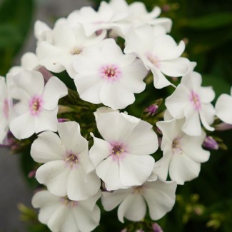 Флокс paniculata Ka-Pow White р9