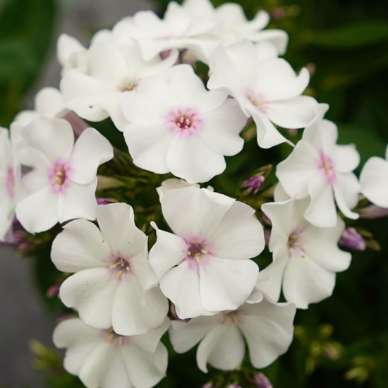 Флокс paniculata Ka-Pow White р9 Флокс paniculata Ka-Pow White р9
