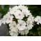 Флокс paniculata Ka-Pow White р9