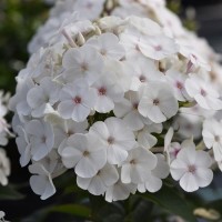 Флокс paniculata Ka-Pow White р9 Флокс paniculata Ka-Pow White р9