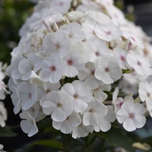 Флокс paniculata Ka-Pow White р9