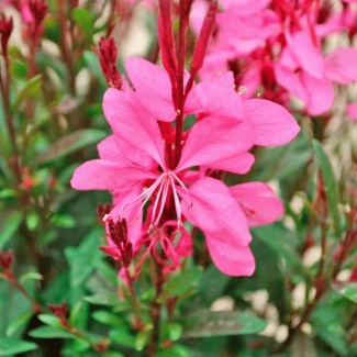 Гаура Cambit Variegata Rose р9