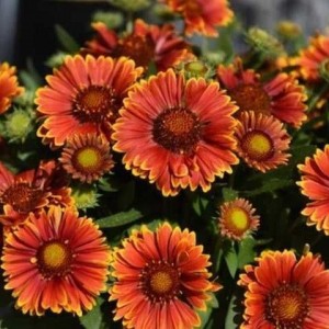 Гайлардія Spintop Orange Halo Imp. р9