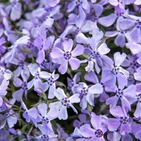 Флокс subulata Benita р9