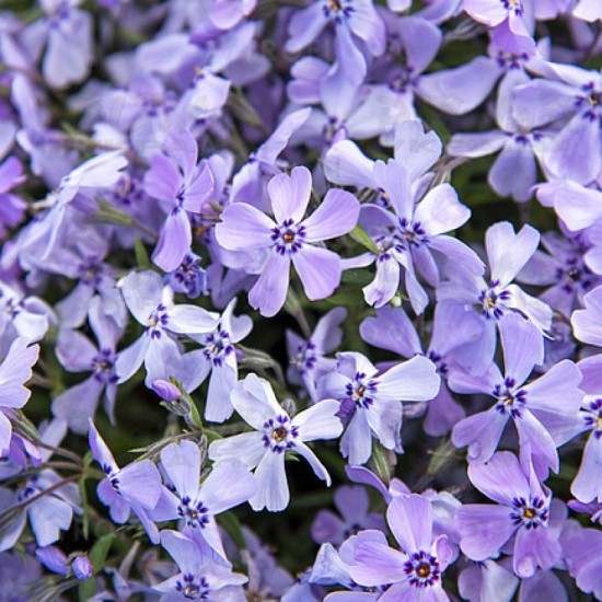 Флокс subulata Benita р9