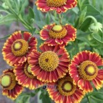 Геленіум