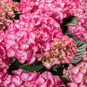 Гортензія широколиста Code Rose (контейнер 3 л) Гортензія широколиста Code Rose (контейнер 3 л)