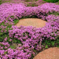 Чебрець Pink Chintz р9 Чебрець Pink Chintz р9