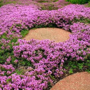 Чебрець Pink Chintz р9