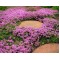 Чебрець Pink Chintz р9
