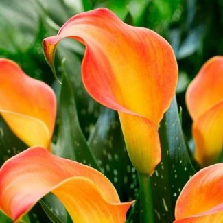 Кала Orange blend (контейнер 1,5 л)