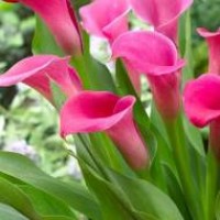 Кала Sumatra (контейнер 1,5 л)