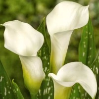 Кала White Art (контейнер 1,5 л) Кала White Art (контейнер 1,5 л)