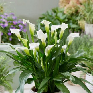 Кала White Art (контейнер 1,5 л)