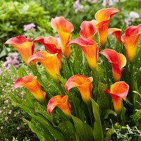 Кала Orange blend (контейнер 1,5 л) Кала Orange blend (контейнер 1,5 л)