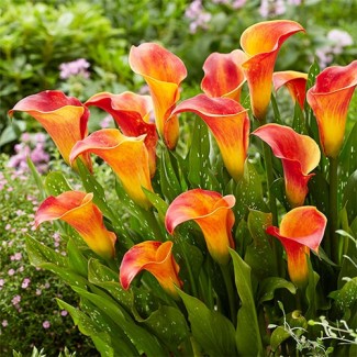 Кала Orange blend (контейнер 1,5 л) Кала Orange blend (контейнер 1,5 л)
