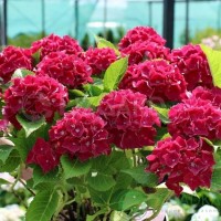 Гортензія широколиста Royal Red (контейнер 3 л) Гортензія широколиста Royal Red (контейнер 3 л)