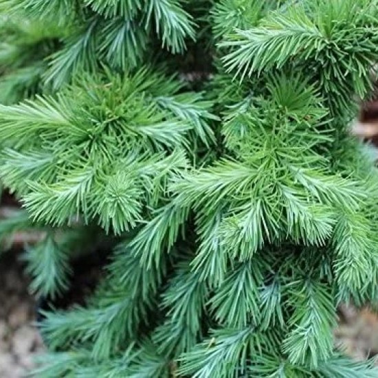 Модрина Kaempferi Blue Dwarf (70 - 100 см)