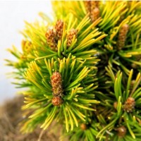 Сосна Pinus mugo Little Gold Star Сосна Pinus mugo Little Gold Star