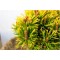 Сосна Pinus mugo Little Gold Star