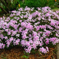 Флокс Kimono Pink White р9