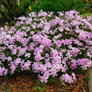 Флокс Kimono Pink White р9