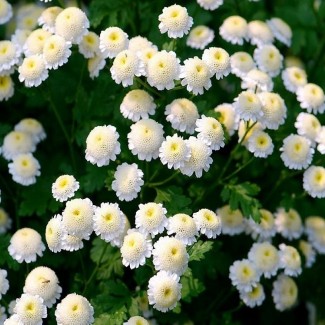 Матрикарія біла махрова р9